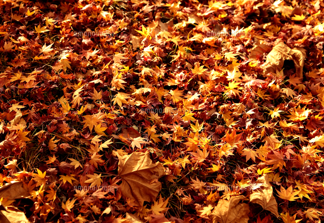 秋に落葉した葉 の写真素材 イラスト素材 アマナイメージズ