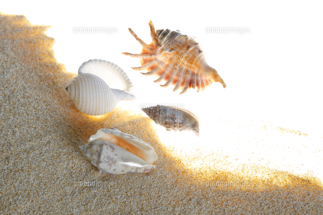 砂と貝のイメージ の写真素材 イラスト素材 アマナイメージズ