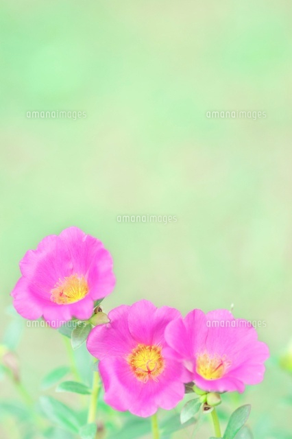 ポーチュラカ の写真素材 イラスト素材 アマナイメージズ