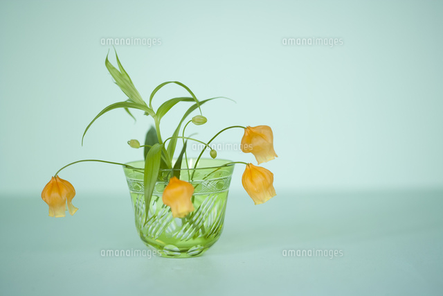 サンダーソニア[10545000654]の写真・イラスト素材｜アマナイメージズ