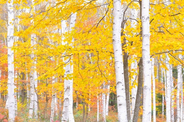 秋の白樺林[10552000116]の写真・イラスト素材｜アマナイメージズ