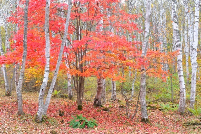 アート　【秋の白樺林】　送料込み0826 アート 【秋の白樺林】 送料込み0826