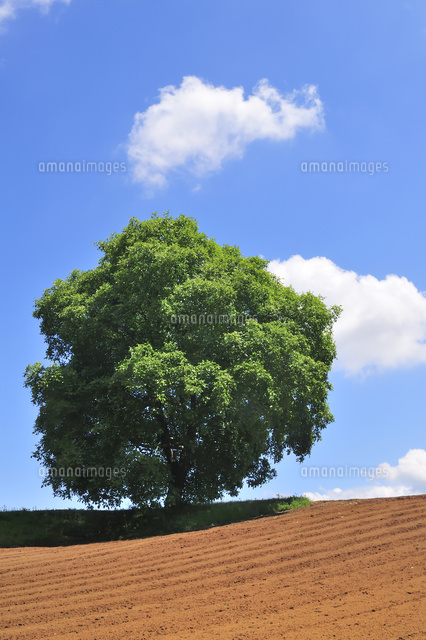 耕された畑と一本のクルミの木[10552000229]の写真・イラスト素材