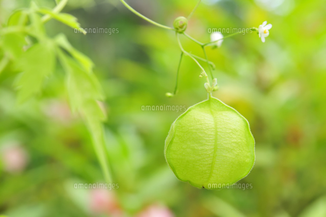 フウセンカズラ の写真素材 イラスト素材 アマナイメージズ