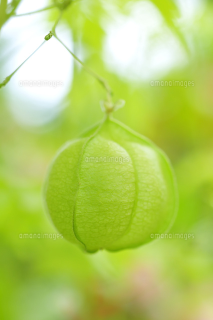 フウセンカズラ の写真素材 イラスト素材 アマナイメージズ