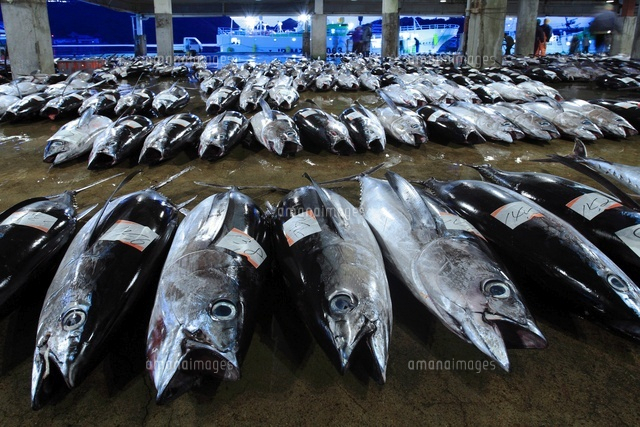 那智勝浦港に並ぶ生鮮マグロ の写真素材 イラスト素材 アマナイメージズ