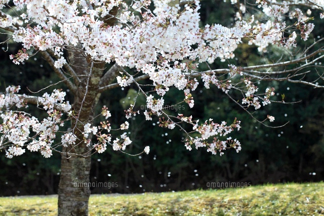 散る桜[10563000518]の写真・イラスト素材｜アマナイメージズ