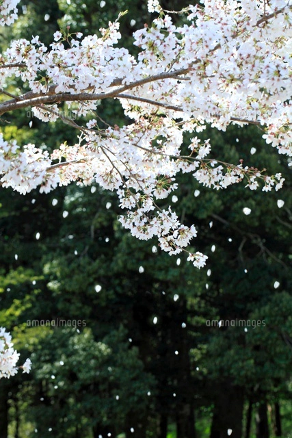 桜散る 散る桜[10563000518]の写真・イラスト素材｜アマナイメージズ