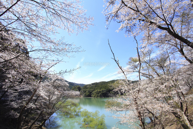 七川ダム湖畔を彩る満開の桜 の写真素材 イラスト素材 アマナイメージズ