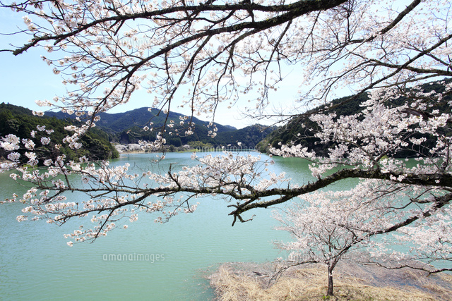 七川ダム湖畔を彩る満開の桜 の写真素材 イラスト素材 アマナイメージズ