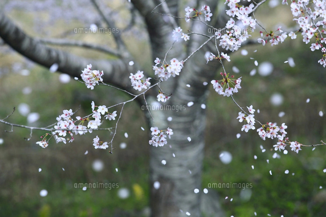 桜散る 桜 桜吹雪 花吹雪 散る アップ 春 合成 ピンク | イラスト・CG