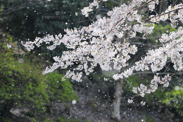 春風に散る桜の花びら[10563000924]の写真・イラスト素材