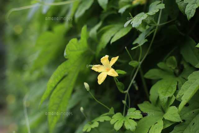 緑の中で一際目立つゴーヤの花 の写真素材 イラスト素材 アマナイメージズ