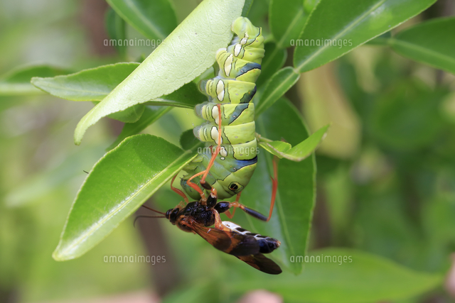 昆虫 MANIAC アゲハ幼虫 サナギ アゲハヒメバチ リバーシブル 蚕