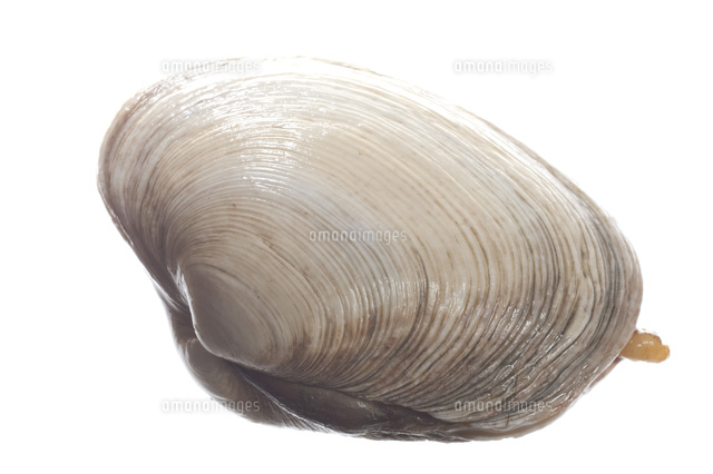 ハマグリ の写真素材 イラスト素材 アマナイメージズ