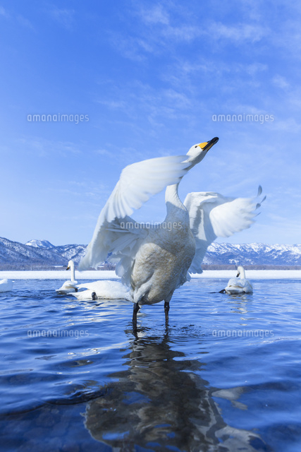 屈斜路湖の白鳥[10570000252]の写真・イラスト素材｜アマナイメージズ