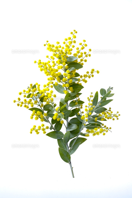ミモザ 枝 押し花 素材 花材（生花ミモザ 5本セット (20〜30cm