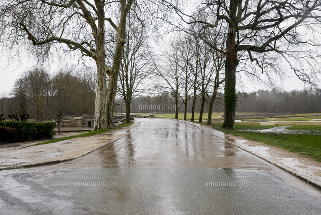 雨に濡れた冬木立の道 の写真素材 イラスト素材 アマナイメージズ