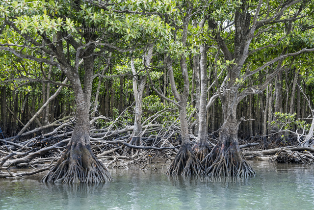 西表島仲間川のマングローブ林 の写真素材 イラスト素材 アマナイメージズ