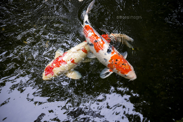 錦鯉 の写真素材 イラスト素材 アマナイメージズ