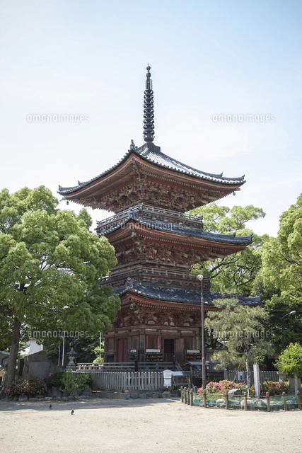 鳳凰山甚目寺（甚目寺観音）の本堂[10573004357]の写真・イラスト素材