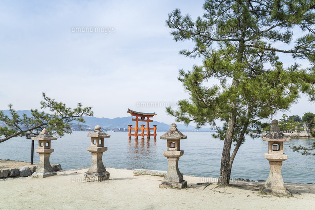 厳島神社石燈籠とマツの木越しに大鳥居を見る[10573005180]の写真 