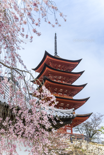 サクラ越しに見る厳島神社五重塔[10573005192]の写真・イラスト素材