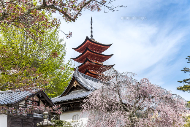 サクラ越しに見る厳島神社五重塔[10573005192]の写真・イラスト素材