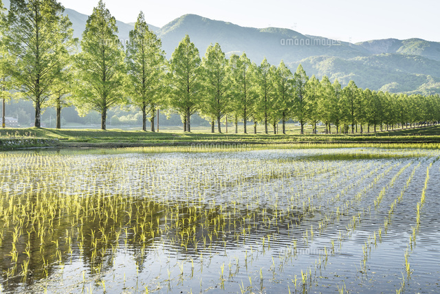 田植え直後の水田越しに新緑のメタセコイア並木と山並みを見る