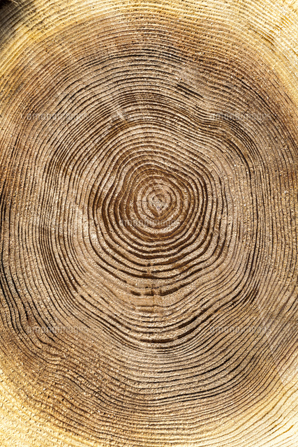 スギの断面アップ の写真素材 イラスト素材 アマナイメージズ