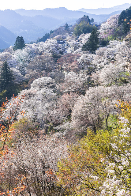 霞がかった山並みを背景に見る吉野山満開のサクラ[10573005708]の写真