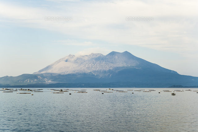 ハマチの養殖をする錦江湾越しに霞みかかる桜島を望む の写真素材 イラスト素材 アマナイメージズ