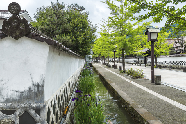 風情ある町並みにハナショウブが咲く掘割を見る風景 の写真素材 イラスト素材 アマナイメージズ