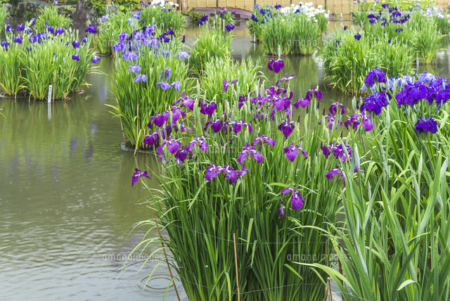 太宰府天満宮菖蒲池に咲くハナショウブ の写真素材 イラスト素材 アマナイメージズ
