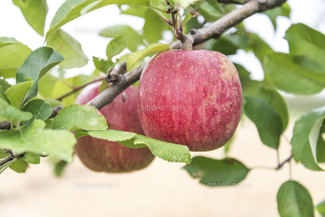 赤いリンゴ（緑の葉付き） 白い背景に分離された緑の葉を持つ2つの熟した赤いリンゴの果物
