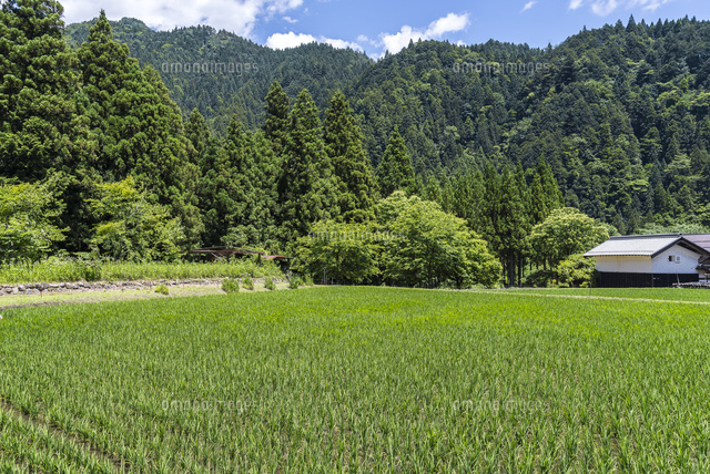田植え後の水田風景 の写真素材 イラスト素材 アマナイメージズ