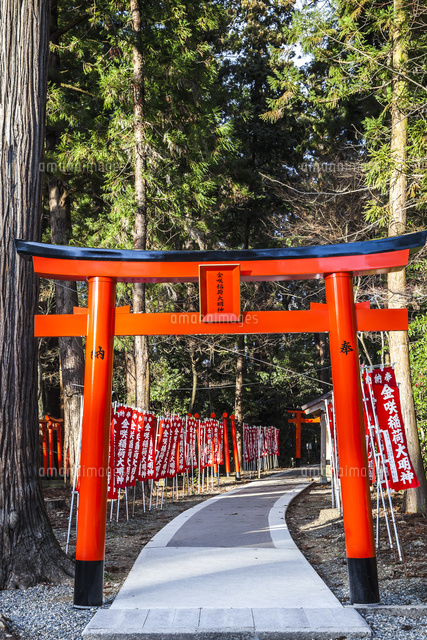 朱色の鳥居と幟旗が立ち並ぶ金咲稲荷神社参道 の写真素材 イラスト素材 アマナイメージズ