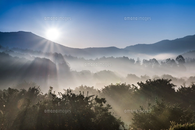 朝もやを見る森の風景[10573006863]の写真・イラスト素材｜アマナ