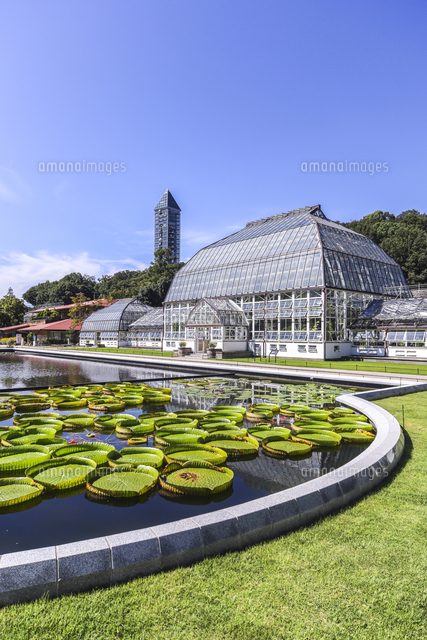オオオニバスが浮く池越しに見る東山植物園温室前館 の写真素材 イラスト素材 アマナイメージズ