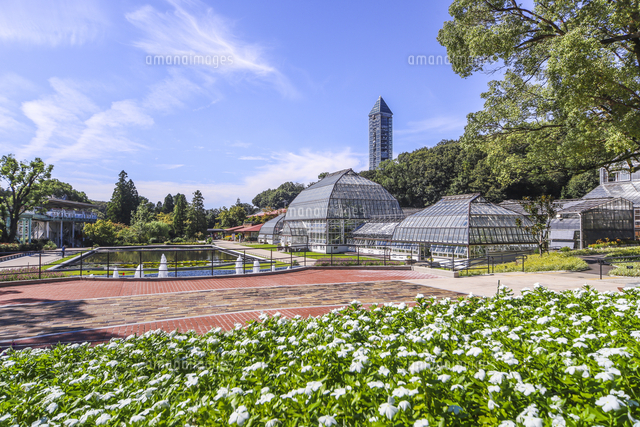 温室前館とスカイタワーを見る東山植物園洋風庭園風景 の写真素材 イラスト素材 アマナイメージズ