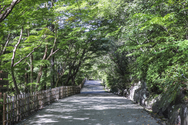 樹木で覆われた東山植物園園内歩道 の写真素材 イラスト素材 アマナイメージズ