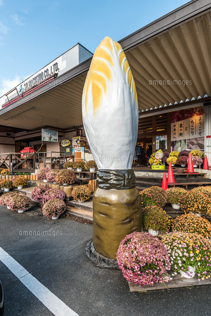 ちこりの特大オブジェが立つちこり村[10573011035]の写真・イラスト