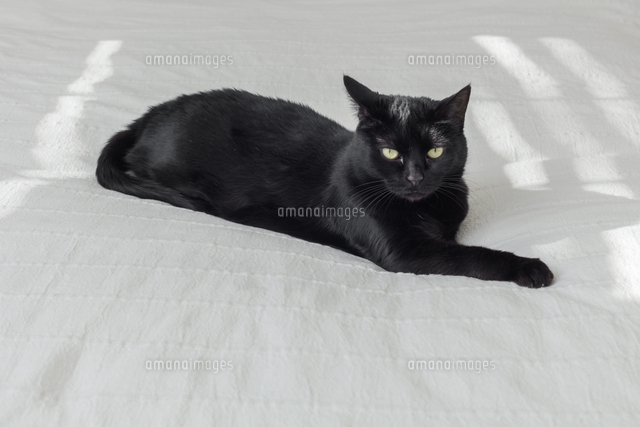 ねこ かわいい の写真素材 イラスト素材 アマナイメージズ