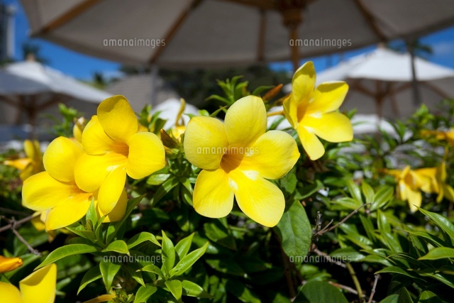 ハワイ州ホノルル ワイキキビーチ 浜辺の花 の写真素材 イラスト素材 アマナイメージズ