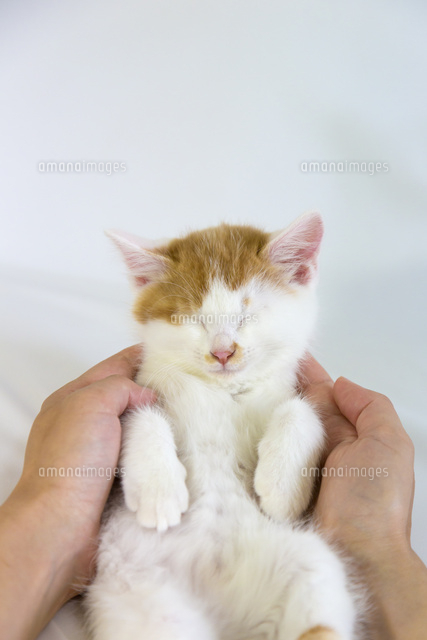 熟睡する茶白猫と女性の手 の写真素材 イラスト素材 アマナイメージズ