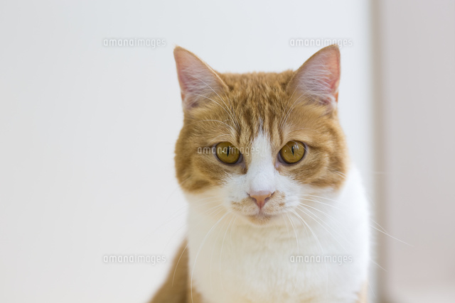 茶白の猫[10583005855]の写真・イラスト素材｜アマナイメージズ
