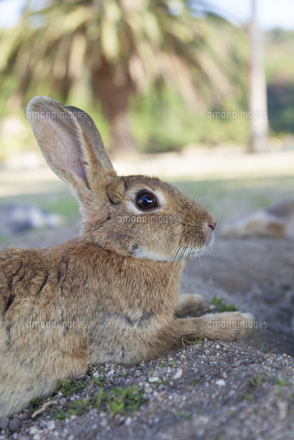 大久野島のうさぎ の写真素材 イラスト素材 アマナイメージズ 大久野島のうさぎ の写真素材 イラスト素材 アマナイメージズ
