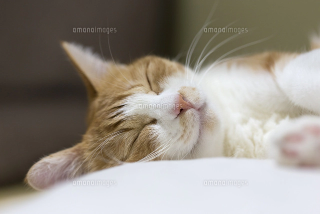 茶白の猫[10583006209]の写真・イラスト素材｜アマナイメージズ