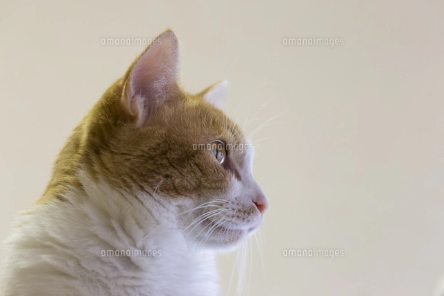 茶白の猫[10583006209]の写真・イラスト素材｜アマナイメージズ