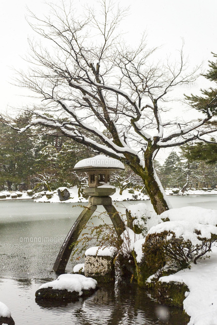 冬の兼六園 徽軫灯籠（ことじとうろう）[10583007231]の写真・イラスト